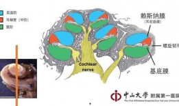 耳蜗 在线观看,在线观看揭示听觉世界的秘密